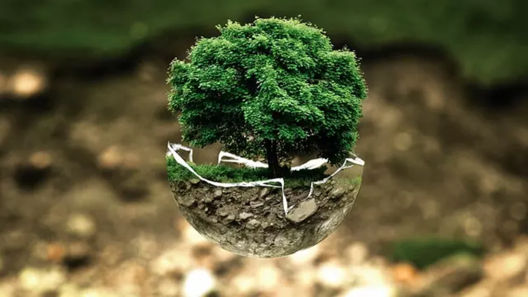 drzewo wyrastające z kuli ziemskiej